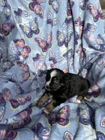 Abby, a female Miniature Australian Shepherd for sale in Rocky Mount, VA – Photo 7 of 10