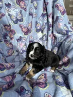 Abby, a female Miniature Australian Shepherd for sale in Rocky Mount, VA – Photo 5 of 10