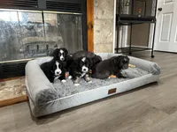 Abby, a female Miniature Australian Shepherd for sale in Rocky Mount, VA – Photo 10 of 10