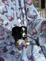 Abby, a female Miniature Australian Shepherd for sale in Rocky Mount, VA – Photo 8 of 10