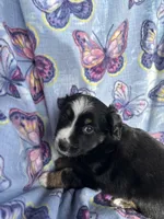 Abby, a female Miniature Australian Shepherd for sale in Rocky Mount, VA – Photo 6 of 10