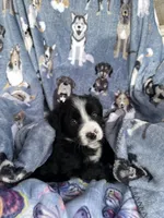 Molly, a female Miniature Australian Shepherd for sale in Rocky Mount, VA – Photo 6 of 10