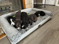 Molly, a female Miniature Australian Shepherd for sale in Rocky Mount, VA – Photo 9 of 10