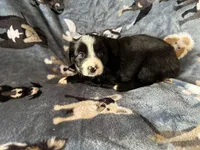 Molly, a female Miniature Australian Shepherd for sale in Rocky Mount, VA – Photo 3 of 10