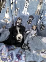 Molly, a female Miniature Australian Shepherd for sale in Rocky Mount, VA – Photo 5 of 10