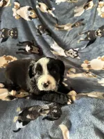 Molly, a female Miniature Australian Shepherd for sale in Rocky Mount, VA – Photo 4 of 10