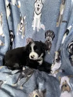 Molly, a female Miniature Australian Shepherd for sale in Rocky Mount, VA – Photo 7 of 10