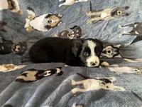 Molly, a female Miniature Australian Shepherd for sale in Rocky Mount, VA – Photo 1 of 10