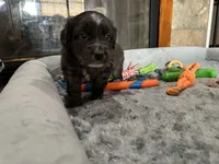 Expresso, a male Miniature Australian Shepherd for sale in Rocky Mount, VA – Photo 2 of 10