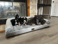 Expresso, a male Miniature Australian Shepherd for sale in Rocky Mount, VA – Photo 10 of 10