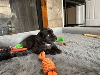 Expresso, a male Miniature Australian Shepherd for sale in Rocky Mount, VA – Photo 4 of 10