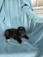 Expresso, a male Miniature Australian Shepherd for sale in Rocky Mount, VA – Photo 7 of 10