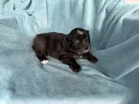 Expresso, a male Miniature Australian Shepherd for sale in Rocky Mount, VA – Photo 1 of 10