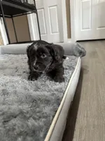 Expresso, a male Miniature Australian Shepherd for sale in Rocky Mount, VA – Photo 3 of 10