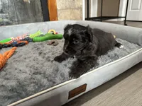 Expresso, a male Miniature Australian Shepherd for sale in Rocky Mount, VA – Photo 6 of 10