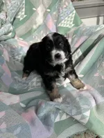 Skippy, a male Miniature Australian Shepherd for sale in Rocky Mount, VA – Photo 7 of 10