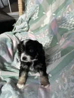 Skippy, a male Miniature Australian Shepherd for sale in Rocky Mount, VA – Photo 9 of 10