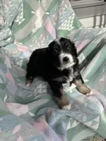 Skippy, a male Miniature Australian Shepherd for sale in Rocky Mount, VA – Photo 8 of 10