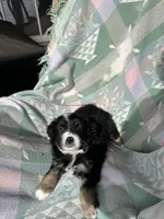 Skippy, a male Miniature Australian Shepherd for sale in Rocky Mount, VA – Photo 5 of 10