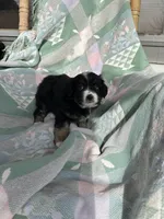 Skippy, a male Miniature Australian Shepherd for sale in Rocky Mount, VA – Photo 6 of 10