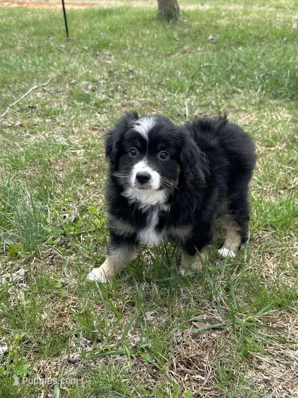 Skippy – Miniature Australian Shepherd puppy for sale in Rocky Mount, VA