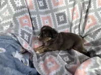 Taffy, a female Miniature Australian Shepherd for sale in Rocky Mount, VA – Photo 6 of 10