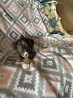 Taffy, a female Miniature Australian Shepherd for sale in Rocky Mount, VA – Photo 9 of 10