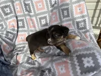 Taffy, a female Miniature Australian Shepherd for sale in Rocky Mount, VA – Photo 4 of 10