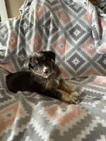 Taffy, a female Miniature Australian Shepherd for sale in Rocky Mount, VA – Photo 2 of 10