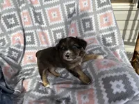 Taffy, a female Miniature Australian Shepherd for sale in Rocky Mount, VA – Photo 5 of 10