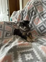 Taffy, a female Miniature Australian Shepherd for sale in Rocky Mount, VA – Photo 1 of 10