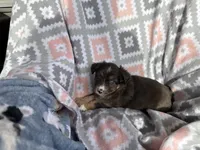 Taffy, a female Miniature Australian Shepherd for sale in Rocky Mount, VA – Photo 7 of 10