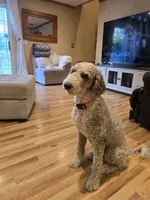 The Marvelous Maev, a female Sheepadoodle and Shepadoodle for sale in Kennewick, WA – 9 of 9