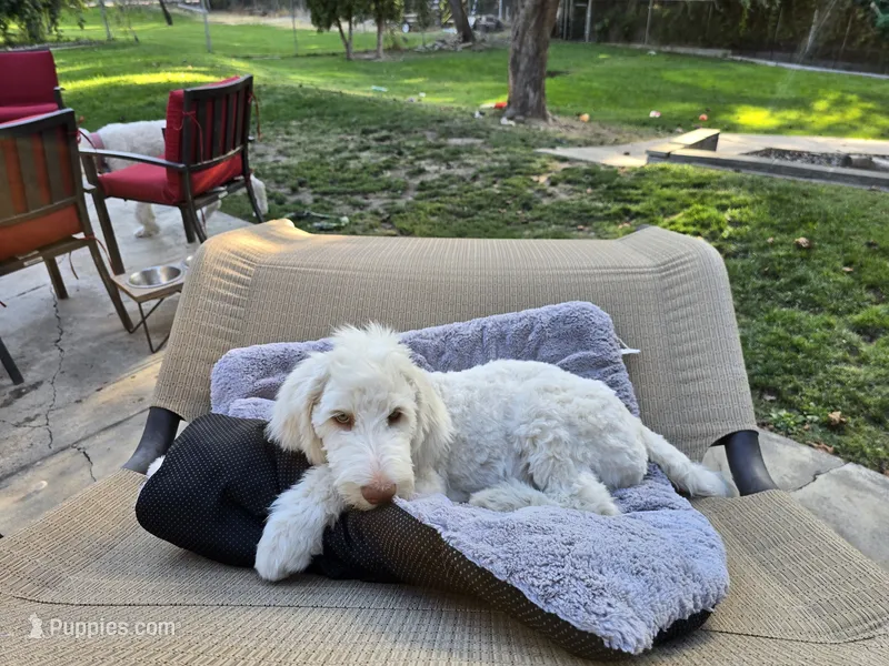 The fearless Trooper – Sheepadoodle, Poodle - Standard  puppy for sale in Kennewick, WA