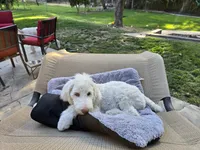 The fearless Trooper, a male Sheepadoodle and Poodle - Standard  for sale in Kennewick, WA – 1 of 8