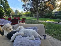 The fearless Trooper, a male Sheepadoodle and Poodle - Standard  for sale in Kennewick, WA – 6 of 8