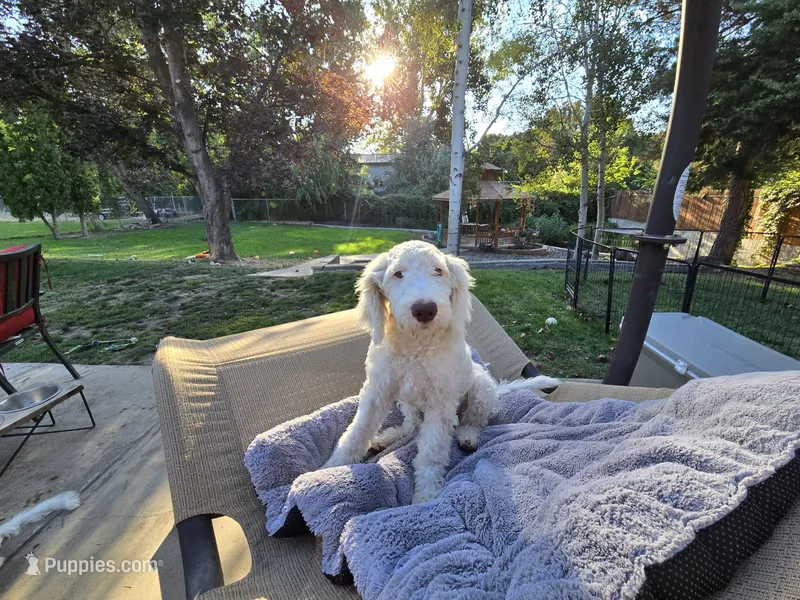 Innocent Alice – Sheepadoodle puppy for sale in Kennewick, WA
