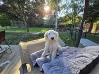 Innocent Alice, a female Sheepadoodle for sale in Kennewick, WA – 1 of 8