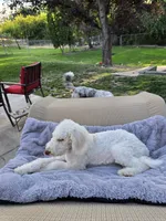 The Marvelous Maev, a female Sheepadoodle and Shepadoodle for sale in Kennewick, WA – 7 of 9