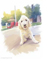 Ranger, a male Sheepadoodle for sale in Kennewick, WA – 2 of 7