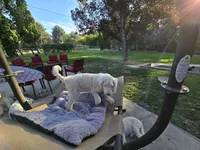 Innocent Alice, a female Sheepadoodle for sale in Kennewick, WA – 5 of 8