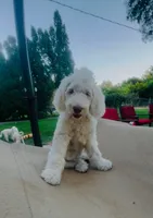 Ranger, a male Sheepadoodle for sale in Kennewick, WA – 5 of 7
