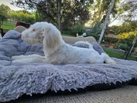 The Marvelous Maev, a female Sheepadoodle and Shepadoodle for sale in Kennewick, WA – 4 of 9