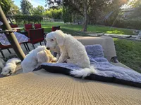 Innocent Alice, a female Sheepadoodle for sale in Kennewick, WA – 4 of 8