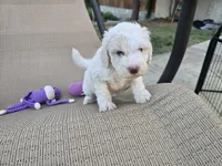 Ranger, a male Sheepadoodle and Poodle - Standard  for sale in Kennewick, WA – 9 of 9