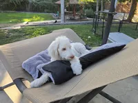 The fearless Trooper, a male Sheepadoodle and Poodle - Standard  for sale in Kennewick, WA – 2 of 8