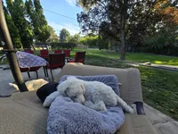 The fearless Trooper, a male Sheepadoodle and Poodle - Standard  for sale in Kennewick, WA – 7 of 8