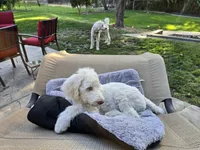 The fearless Trooper, a male Sheepadoodle and Poodle - Standard  for sale in Kennewick, WA – 8 of 8