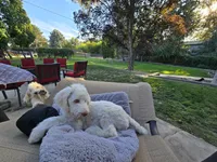The fearless Trooper, a male Sheepadoodle and Poodle - Standard  for sale in Kennewick, WA – 4 of 8