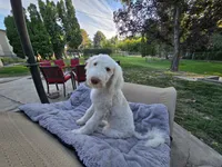 The Marvelous Maev, a female Sheepadoodle and Shepadoodle for sale in Kennewick, WA – 3 of 9